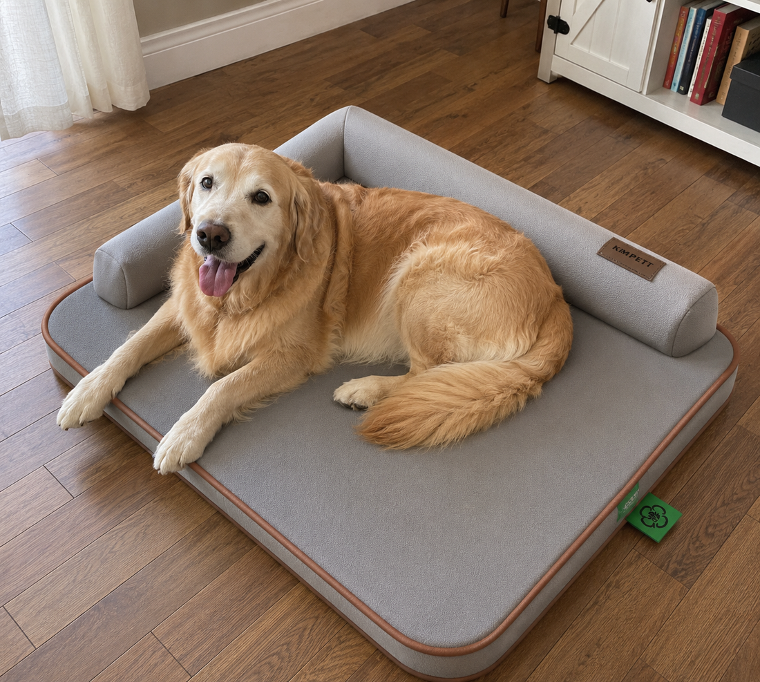 Best Beds for Dogs with Arthritis: How to Choose the Right Orthopedic Bed for Your Senior Dog