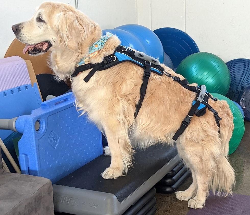 Best Recovery Harness After Surgery (2026 Guide)